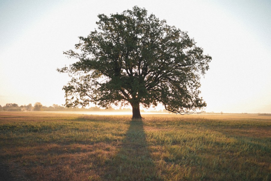 tree photo
