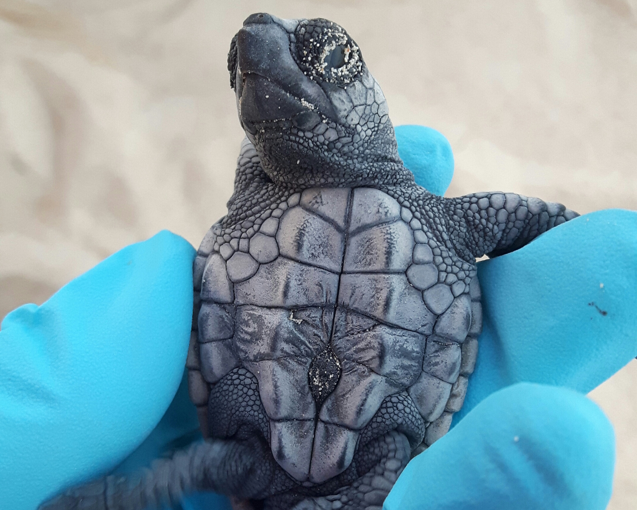 Newborn hatchlings being sampled