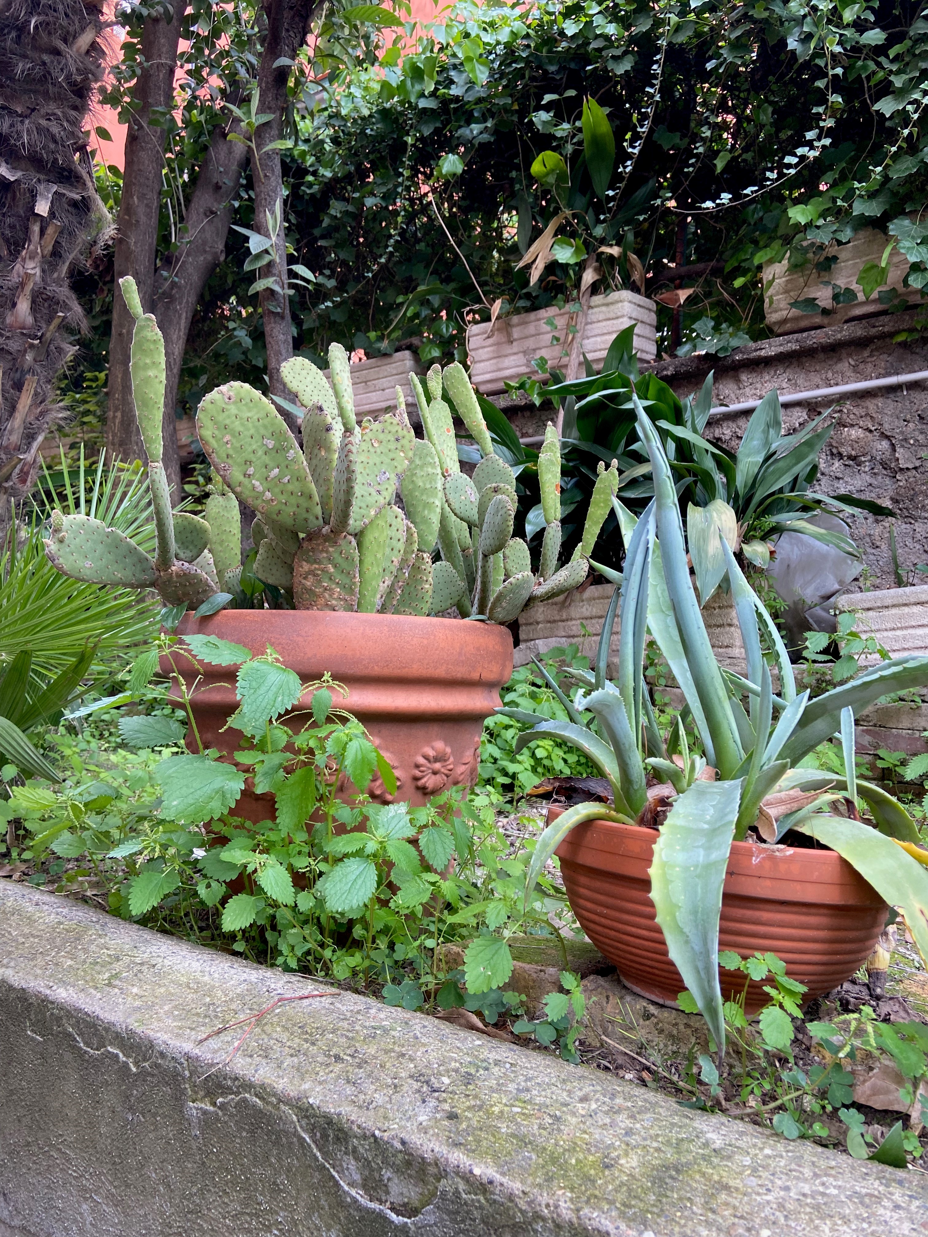 Plants - Environmental Futures page