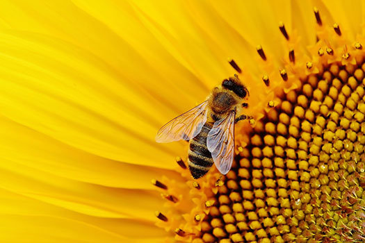 The Mind of a Bee