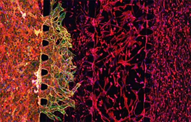 Developing artificial kidneys for animal-free drug testing